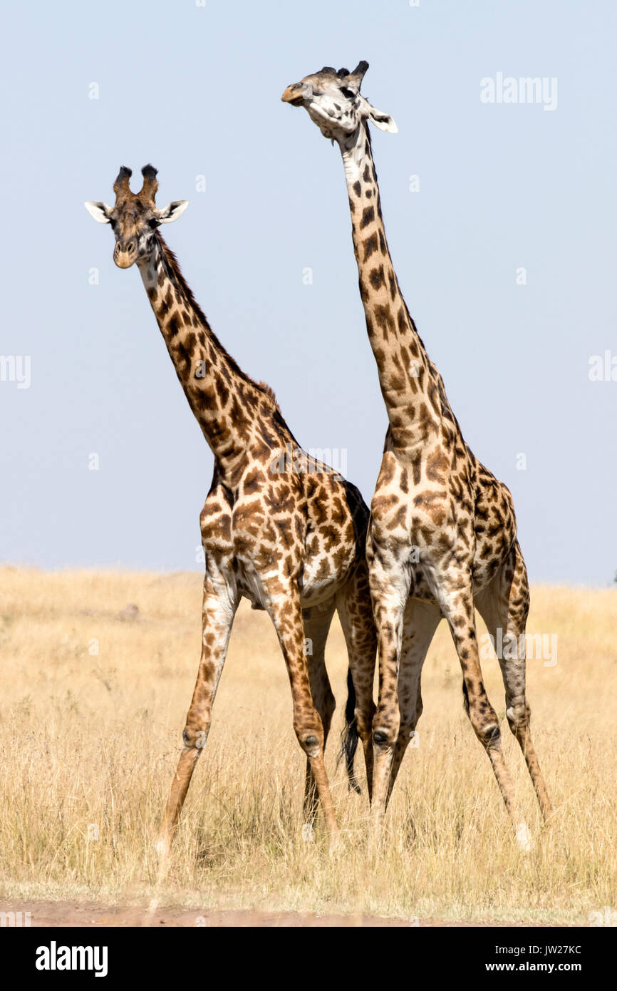 Deux jeunes Masai Girafe (Giraffa camelopardalis tippelskirchi) lutte contre Banque D'Images