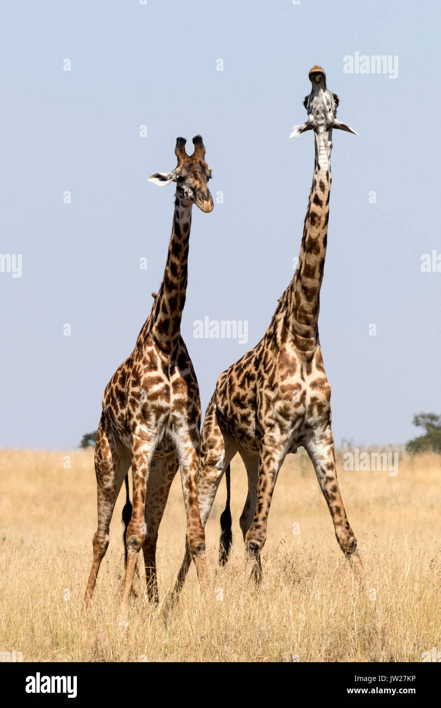 Deux jeunes Masai Girafe (Giraffa camelopardalis tippelskirchi) lutte contre Banque D'Images