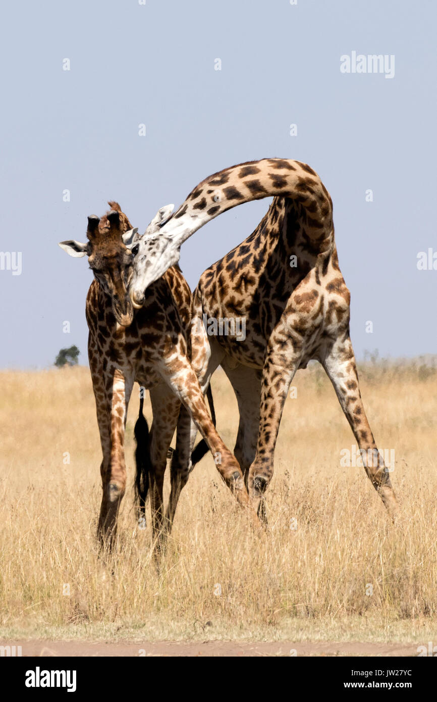 Deux jeunes Masai Girafe (Giraffa camelopardalis tippelskirchi) lutte contre Banque D'Images