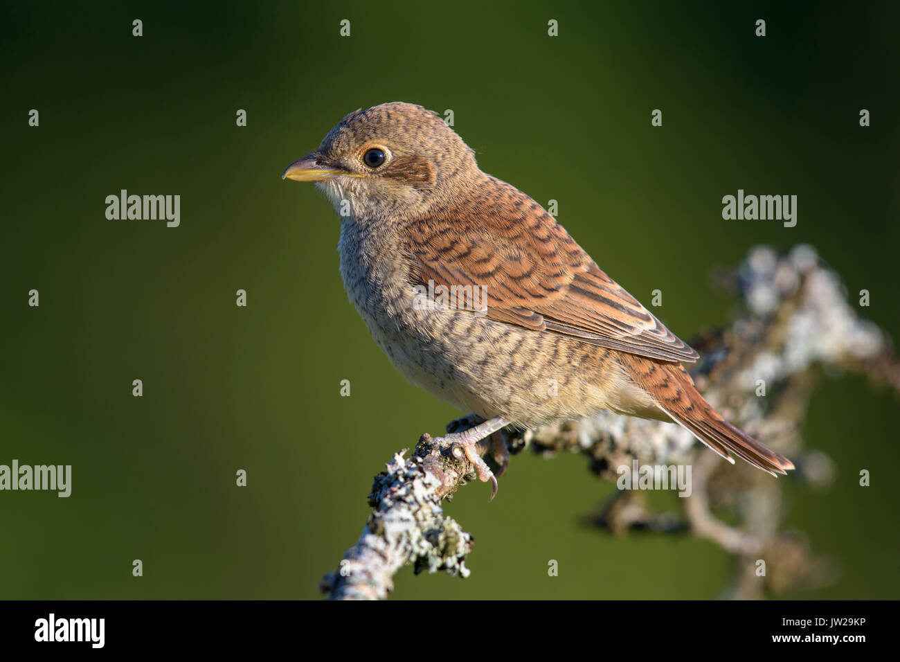 Pie-grièche écorcheur (Lanius collurio), flügge, jeune oiseau, assis sur une branche, champ de la biosphère Jura souabe, Bade-Wurtemberg Banque D'Images