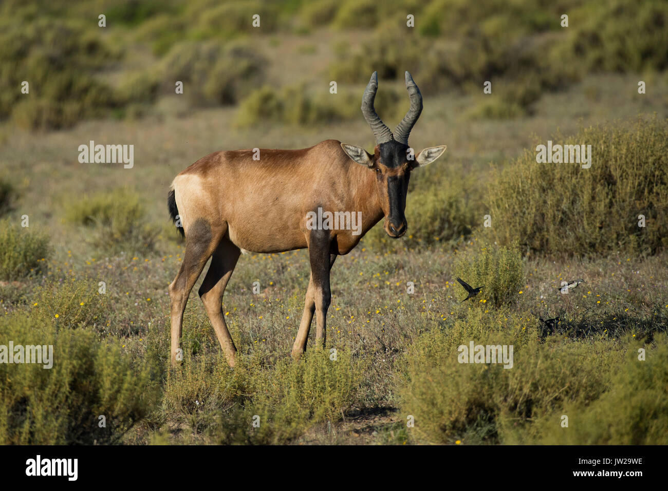 Rhône-Kuhantilope od. Kaama (Alcelaphus buselaphus caama Kuhantilope), Bushmans Kloof, soldats, Wildschutzgebiet Clanwilliam, Westkap Südafrika, Banque D'Images