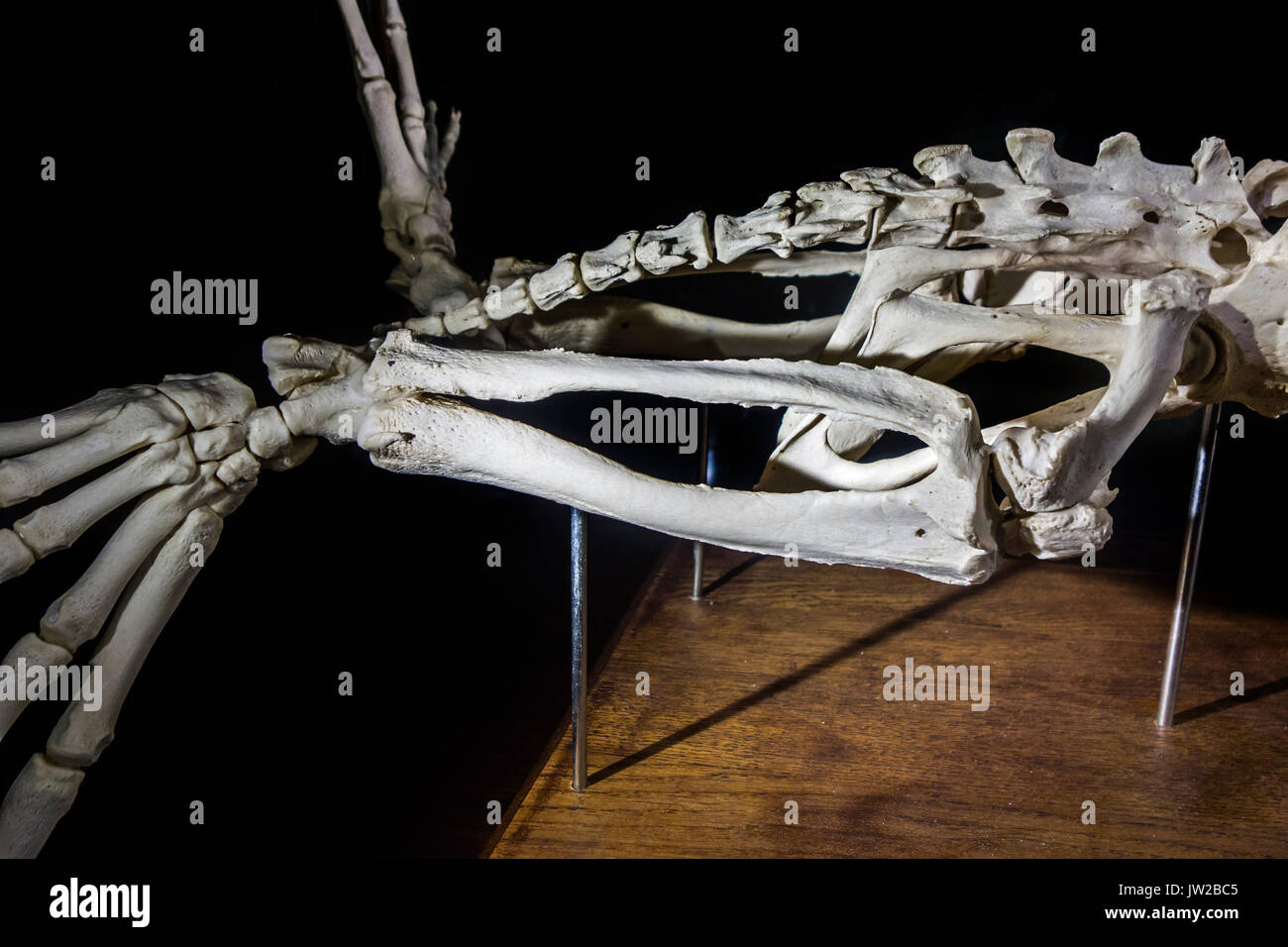 Détail de phoque commun / phoque / phoque commun (Phoca vitulina) Squelette montrant phalanges, tibia, fémur et l'os du péroné dans hind limb Banque D'Images