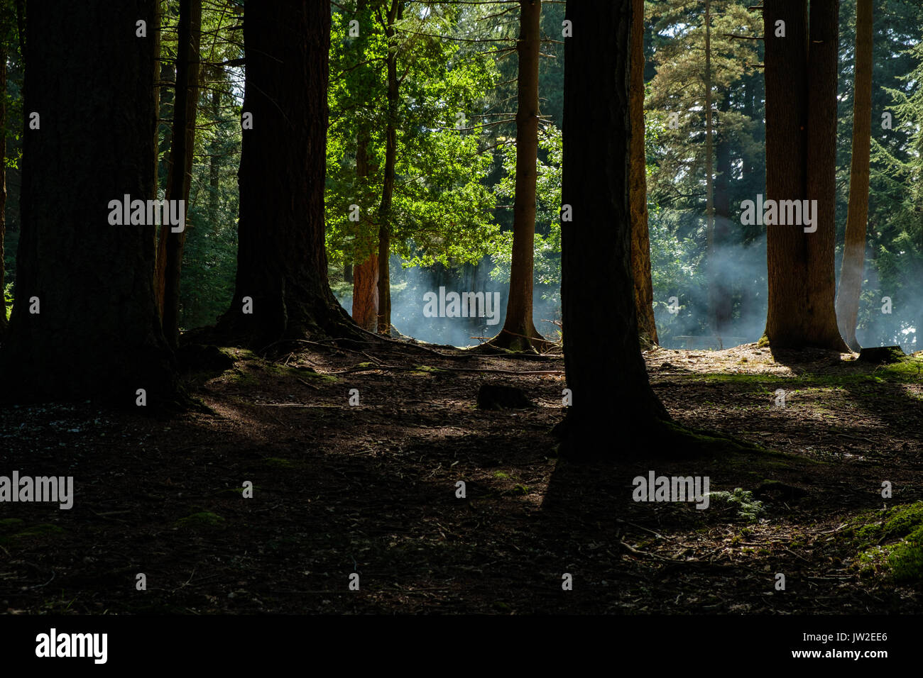 Dans la fumée d'une forêt de Bolderwood barbecue photographié avec rétroéclairage pour l'atmosphère Banque D'Images