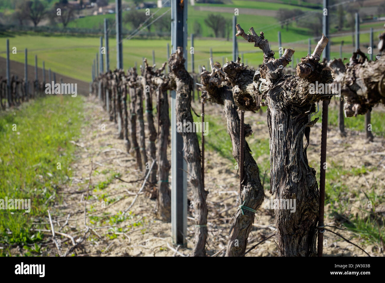 Un vignoble dans la région de Montefalco Sagrantino (Italie) où est produit. Le format paysage. Banque D'Images