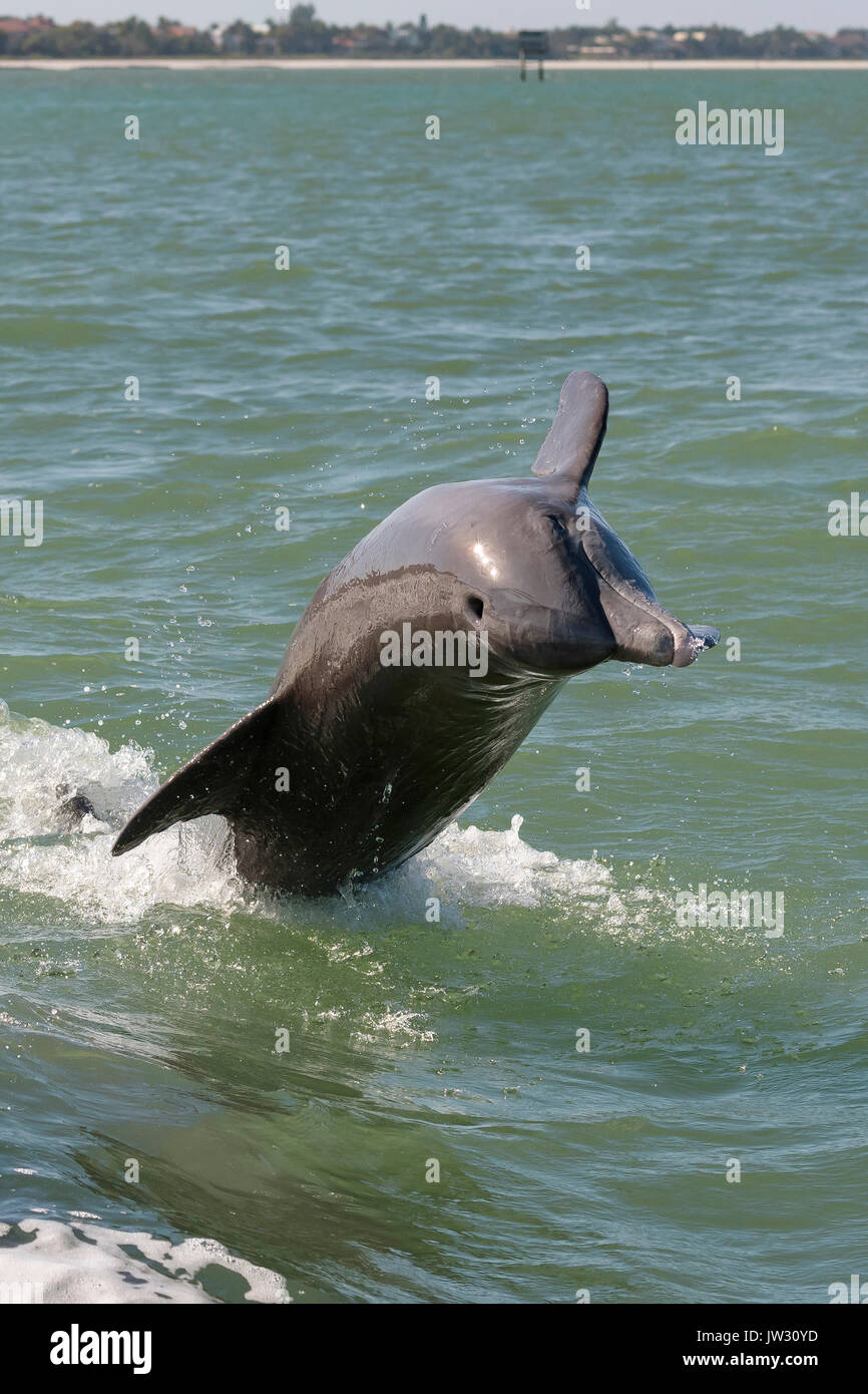 Le dauphin à gros nez (Tursiops truncatus) qui brise près de l'île Marco, Floride, États-Unis Banque D'Images