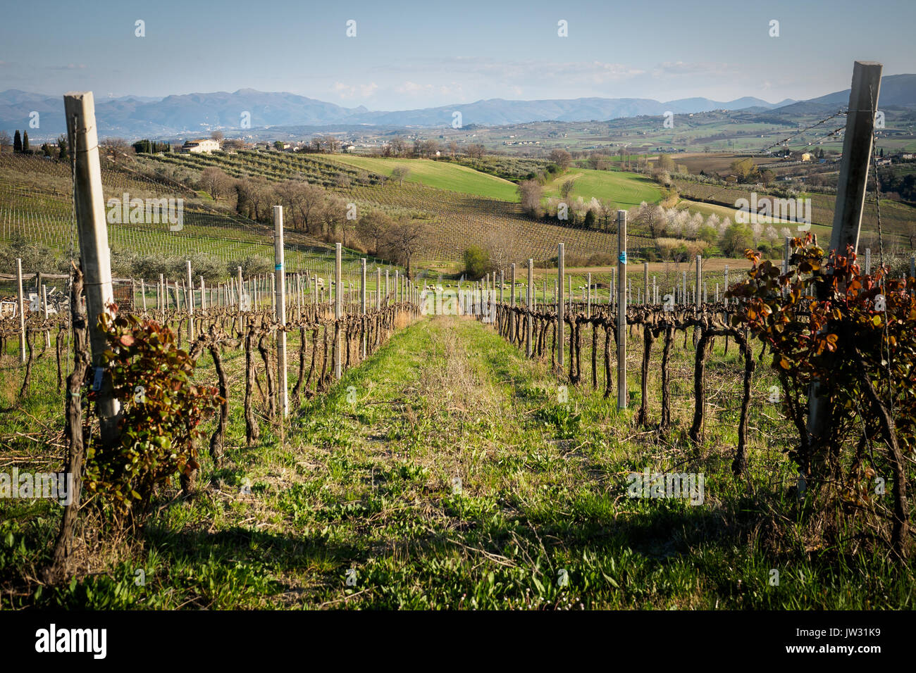 Vignes dans la zone de production de vin Sagrantino près de la ville de Montefalco dans la région de l'Ombrie (Italie). Banque D'Images