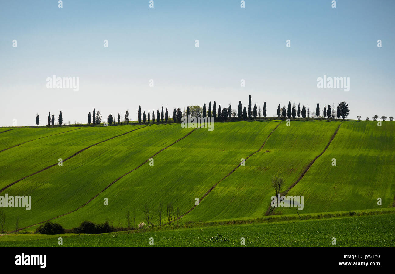 Val d'Orcia typique paysage de la Toscane, Italie. Banque D'Images