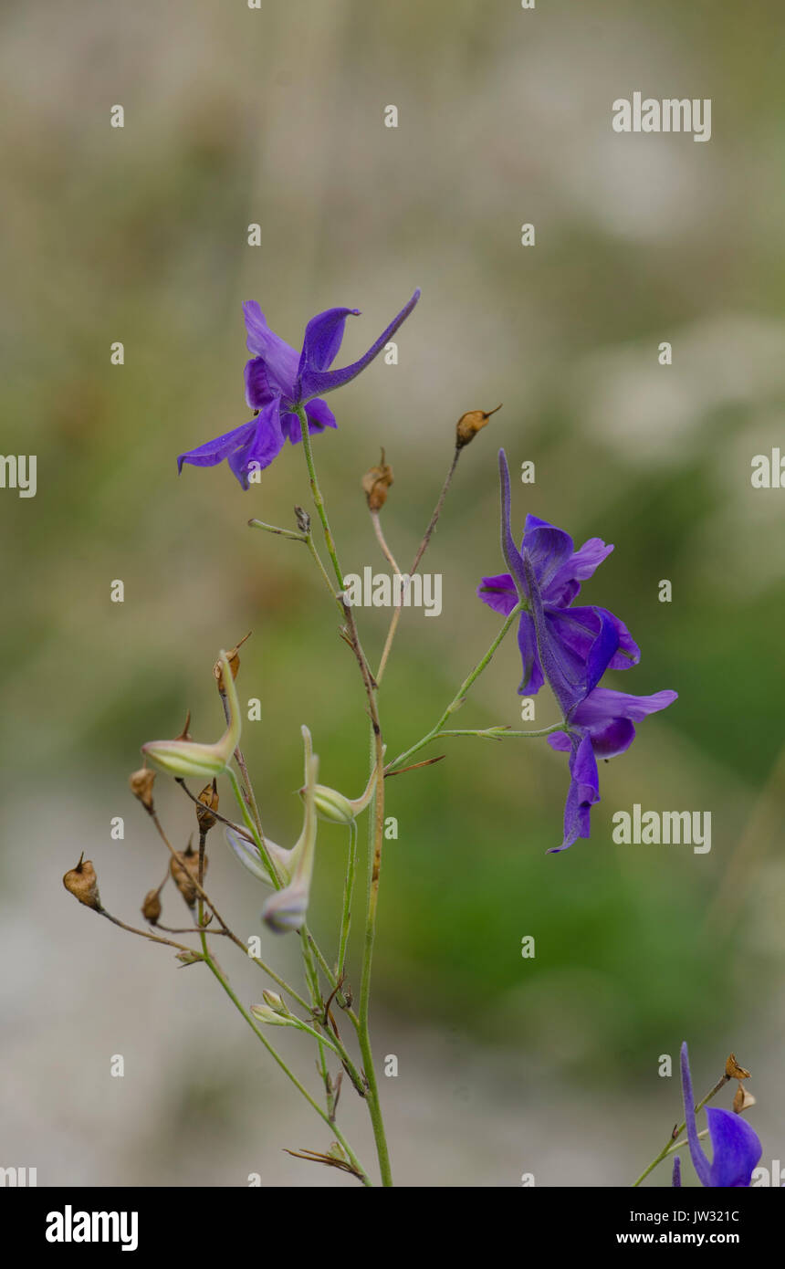 Consolida ajacis. Consolida ambigua, Delphinium ajacis Dauphinelle ambiguum, douteux, chevalier de la spur, rocket larkspur, usine, de fleurs sauvages. Banque D'Images