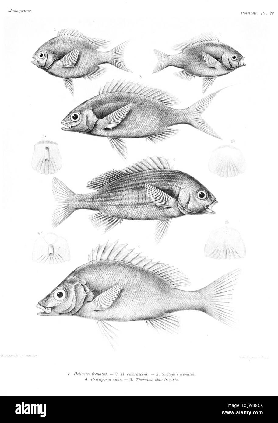 Un travail sur les poissons de Madagascar, probablement par Alfred Grandidier, centré sur les espèces aquatiques de l’île. Le livre offre un aperçu scientifique des populations de poissons uniques de Madagascar. Banque D'Images