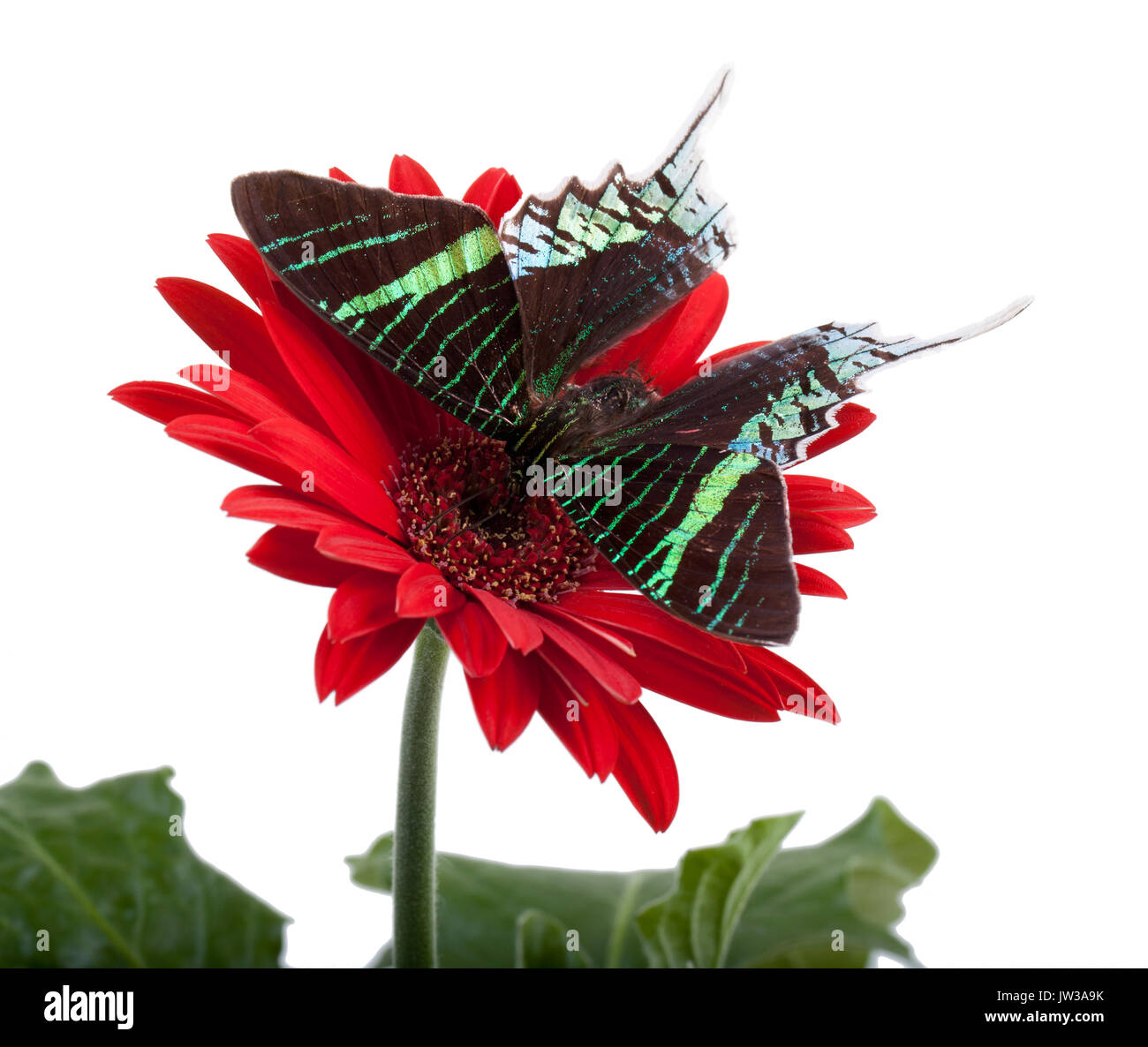 Coucher du soleil papillon sur une marguerite rouge Banque D'Images