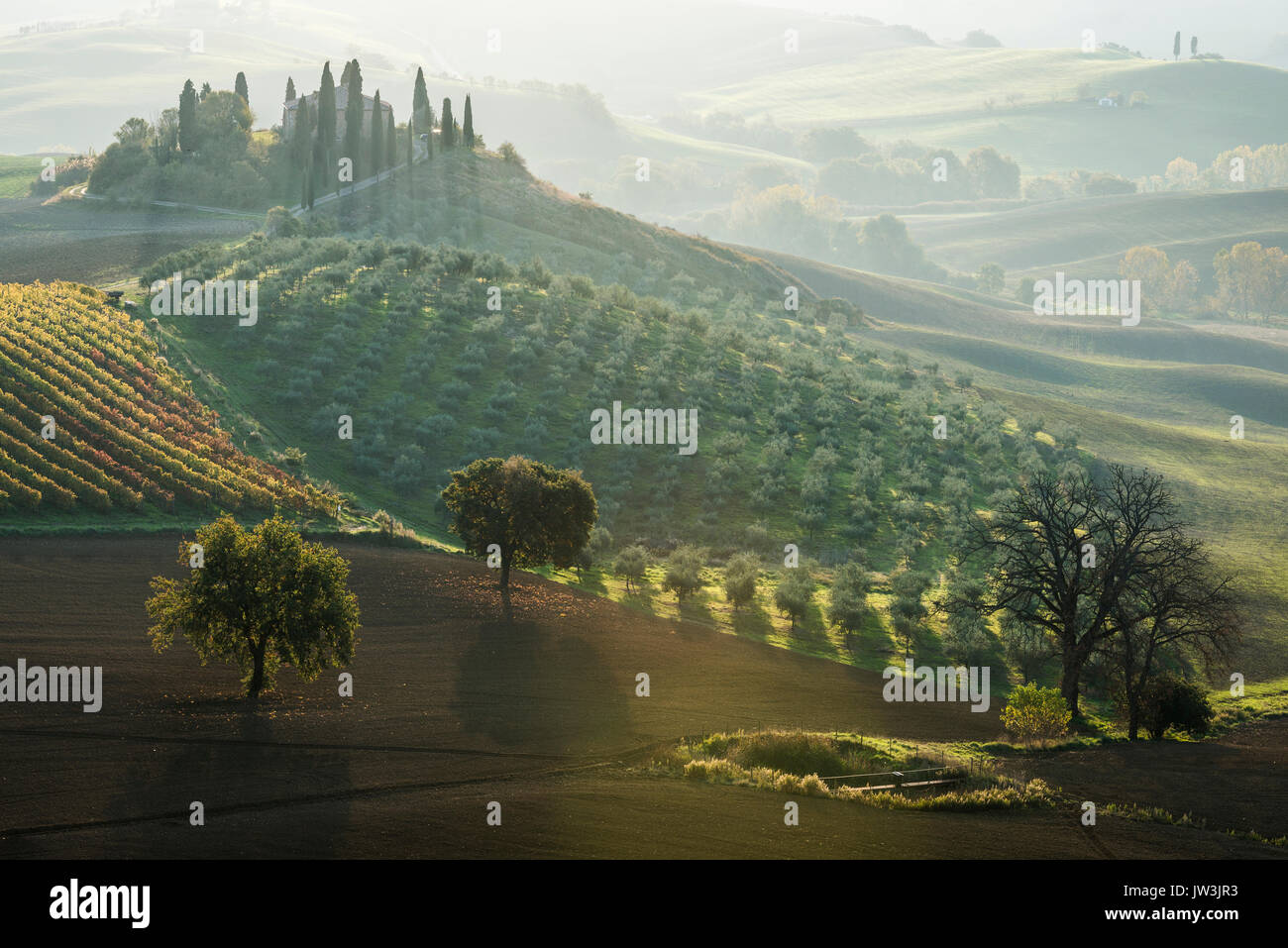 Fermer la vue de la Toscane collines vert olive, jardins et un petit vignoble à Podere Belvedere villa sous contraste rayons de soleil du matin Banque D'Images