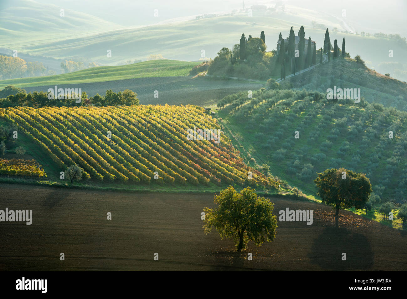 Fermer la vue de Podere Belvedere, villa toscane collines vert olive, jardins et un petit vignoble sous contraste lumière du matin Banque D'Images