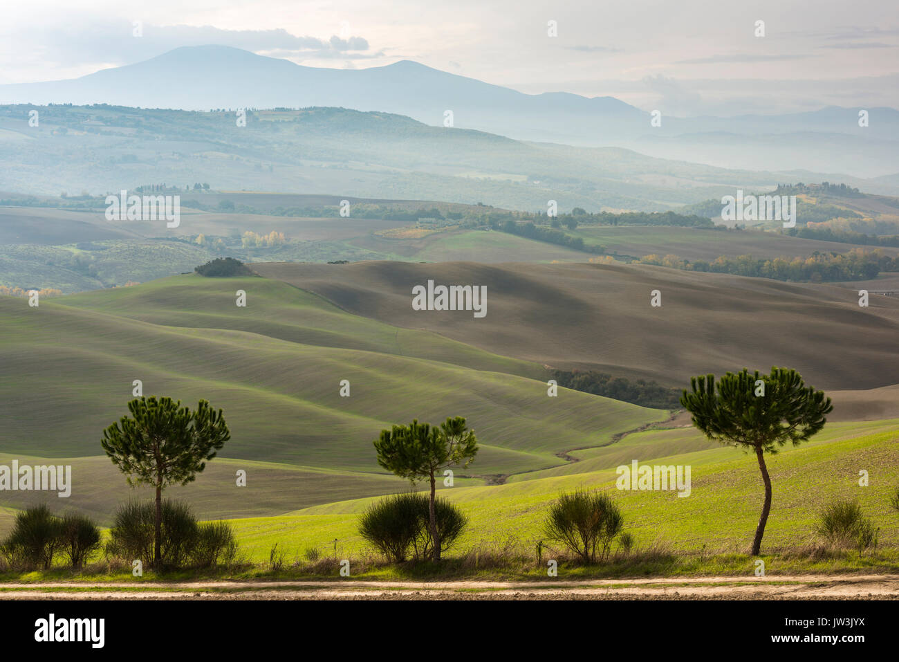 Trois arbres verts et des différentes couches de vert et de gris Toscane hills de disparaître dans la brume Banque D'Images