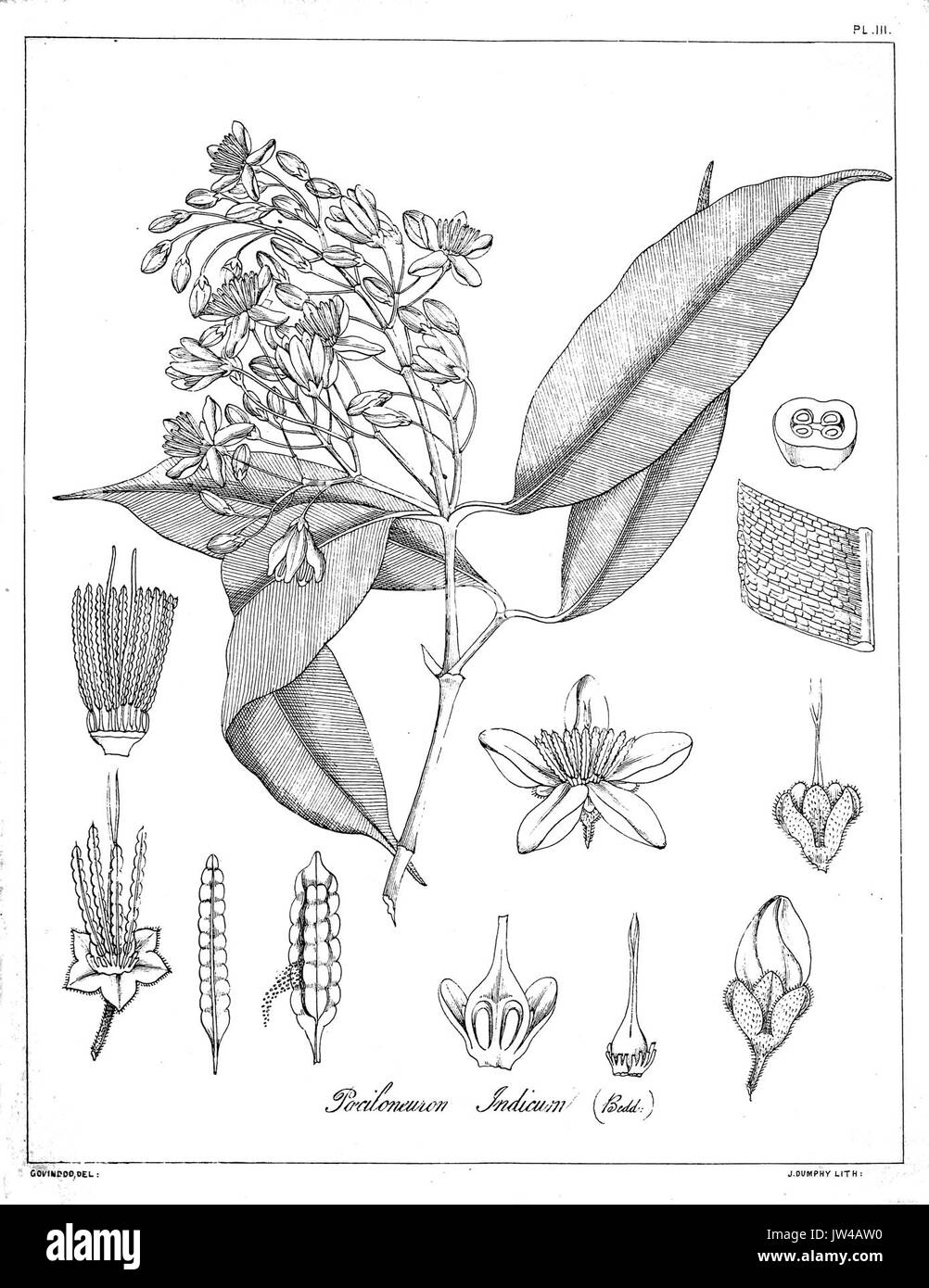 Poeciloneurone Govindoo indicum Banque D'Images