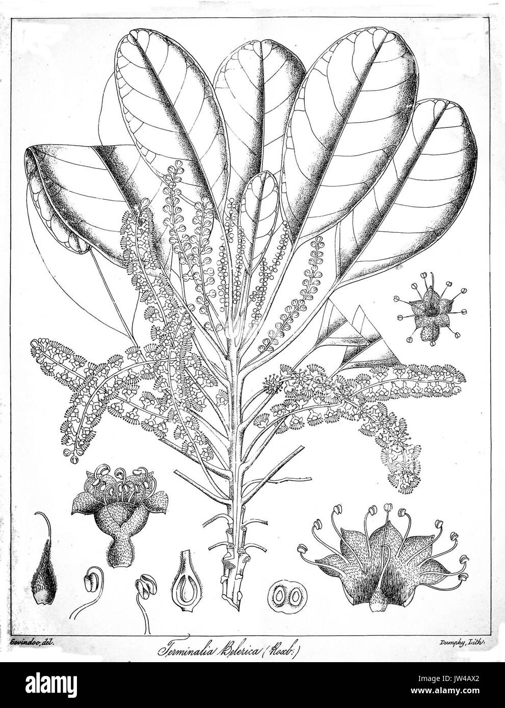 Terminalia belerica Govindoo Banque D'Images