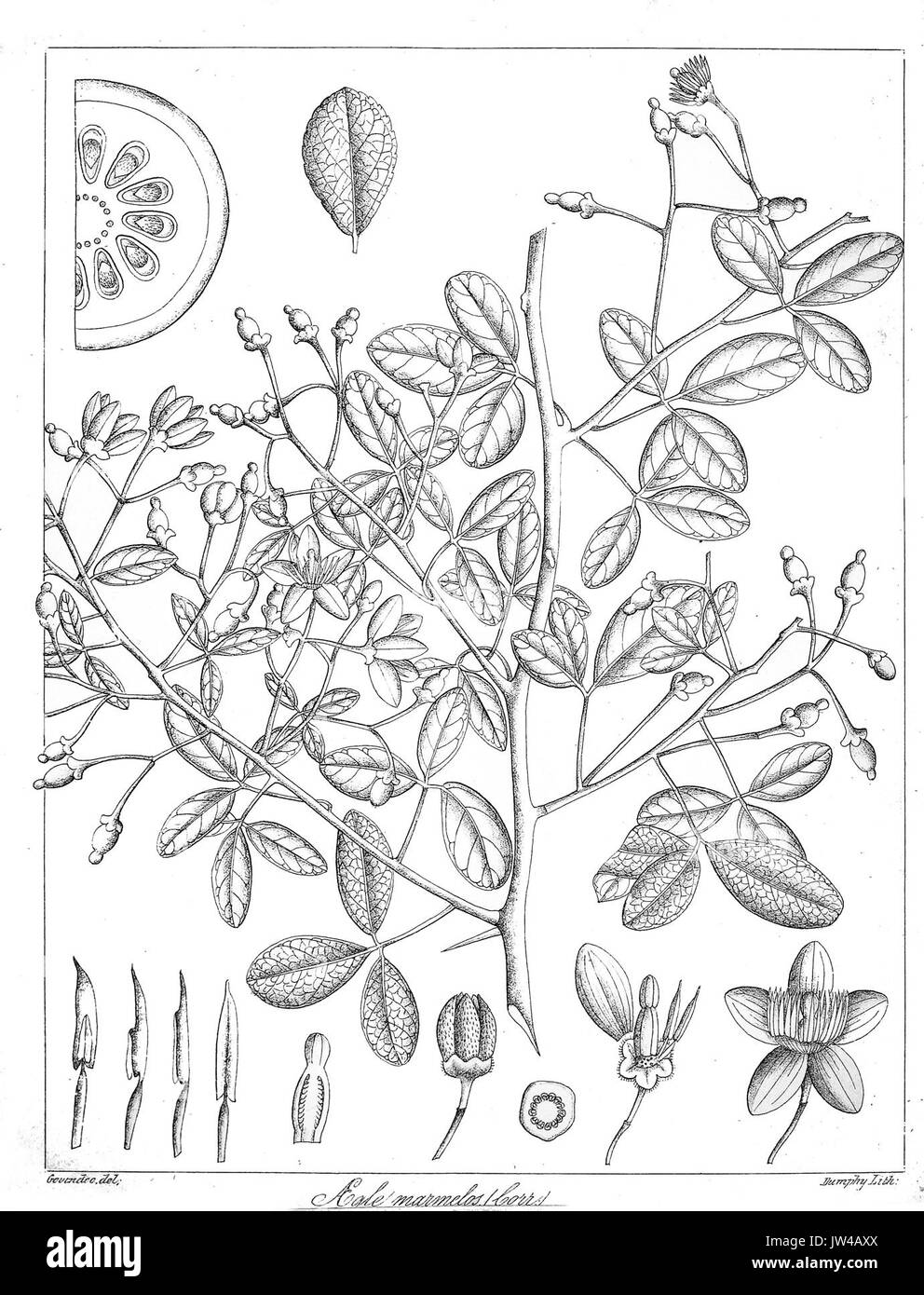 Aegle Marmelos Govindoo Banque D'Images