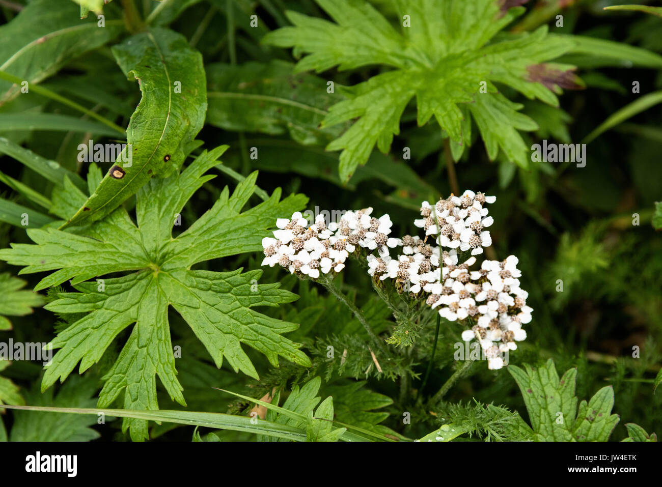 À la floraison des fleurs sauvages achillée McNeil River State Game Sanctuary sur la péninsule de Kenai, en Alaska. Le site distant est accessibles qu'avec un permis spécial et est la plus importante population saisonnière d'ours bruns dans leur environnement naturel. Banque D'Images