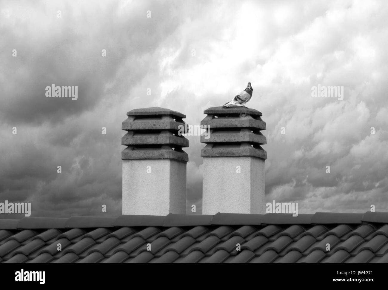 Pigeon sur cheminée à jour nuageux Banque D'Images