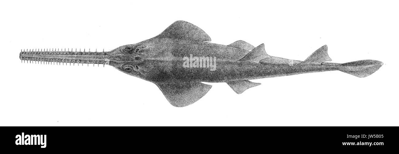 Pristis zysron 191 Achille Jour Banque D'Images