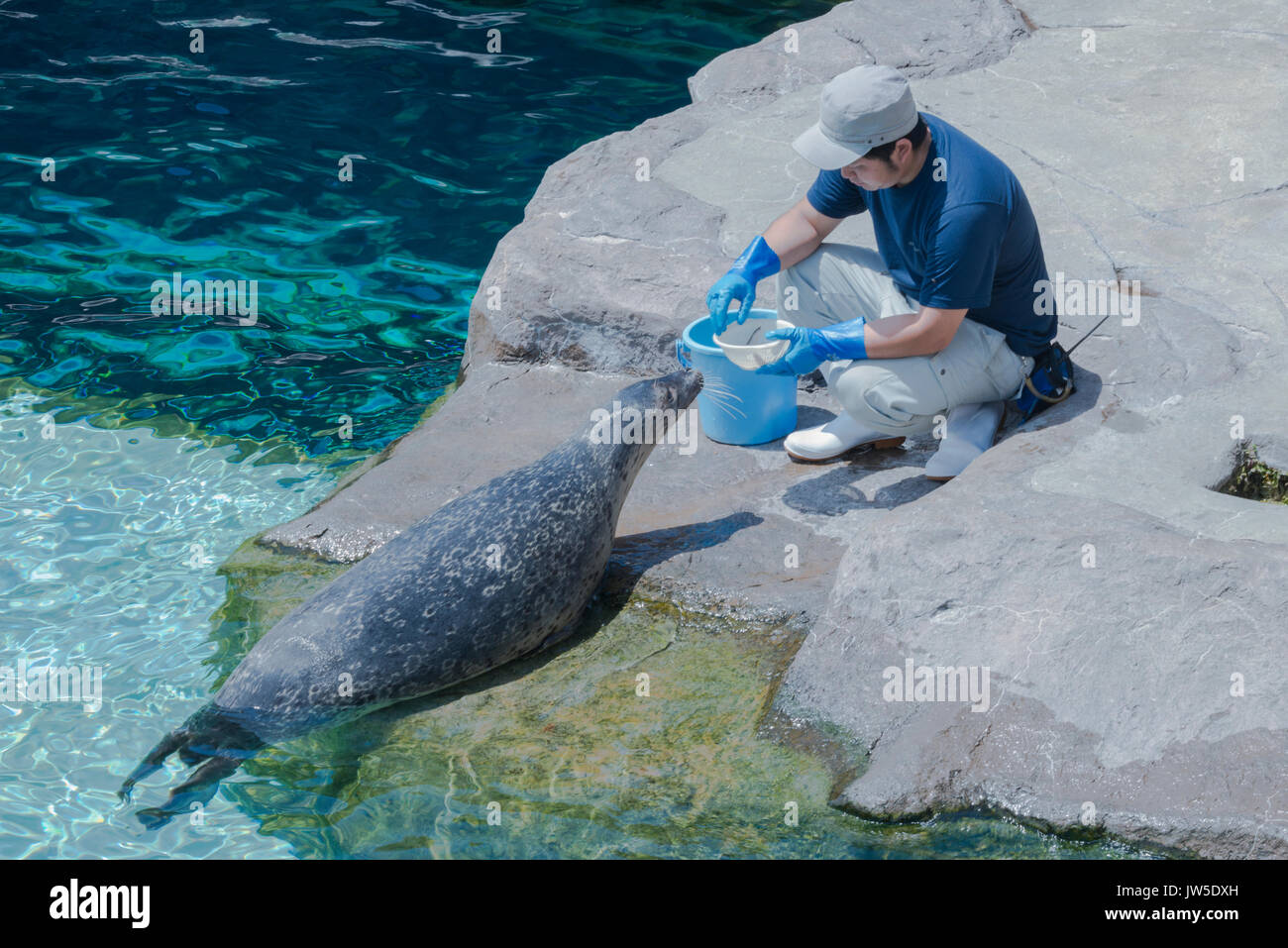 Le Japon, Hokkaido, Asahikawa, Zoo Asahiyama, formateur de manger d'étanchéité Banque D'Images
