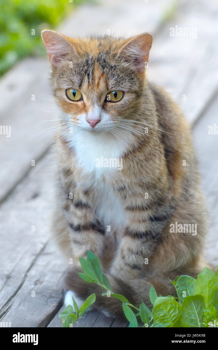 Joli chat ou chaton avec le blanc et les cheveux bruns, assis sur des planches, à l'extérieur Journée d'été Banque D'Images
