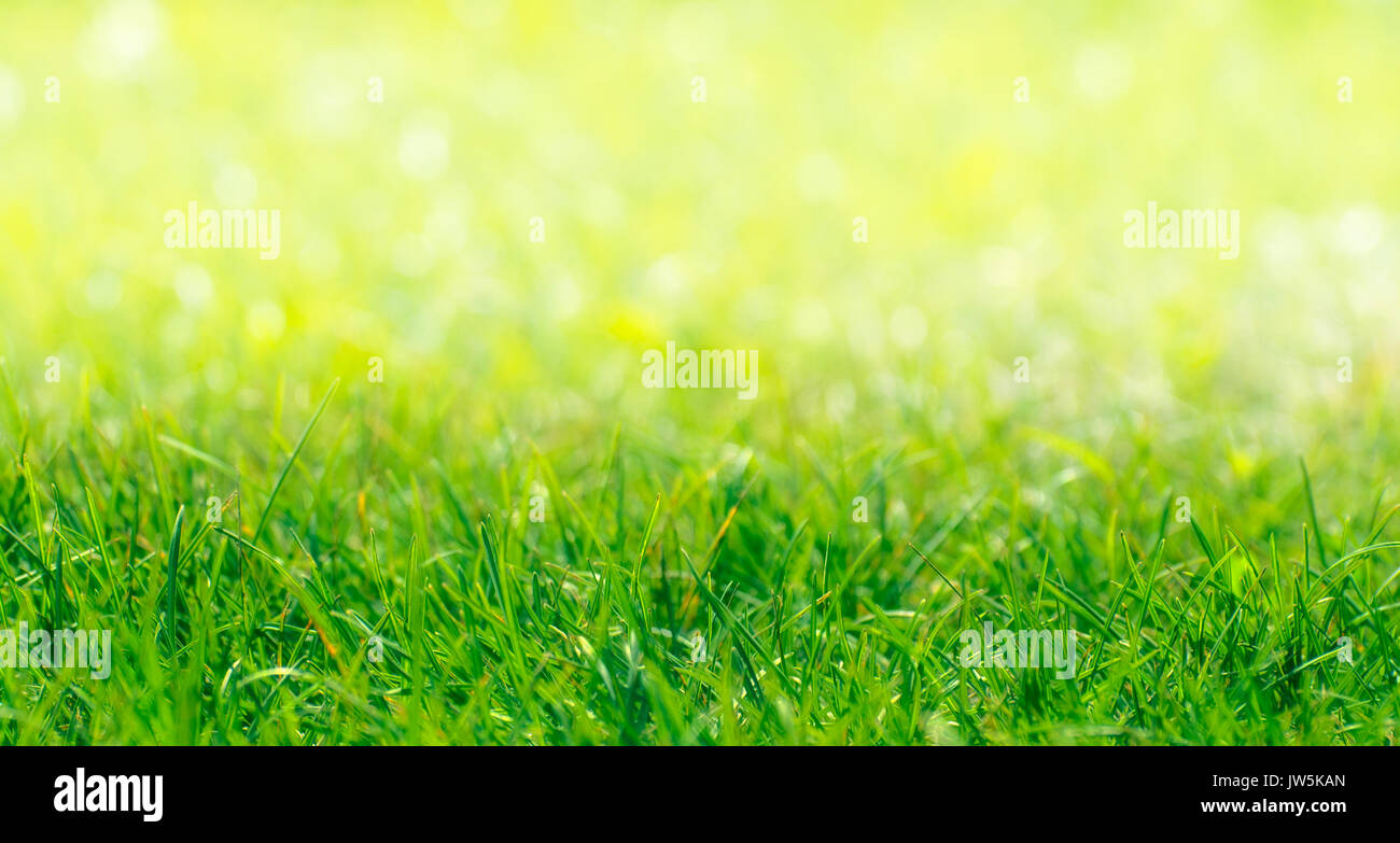 L'herbe verte avec des frontières naturelles à l'arrière-plan flou artistique journée ensoleillée Banque D'Images
