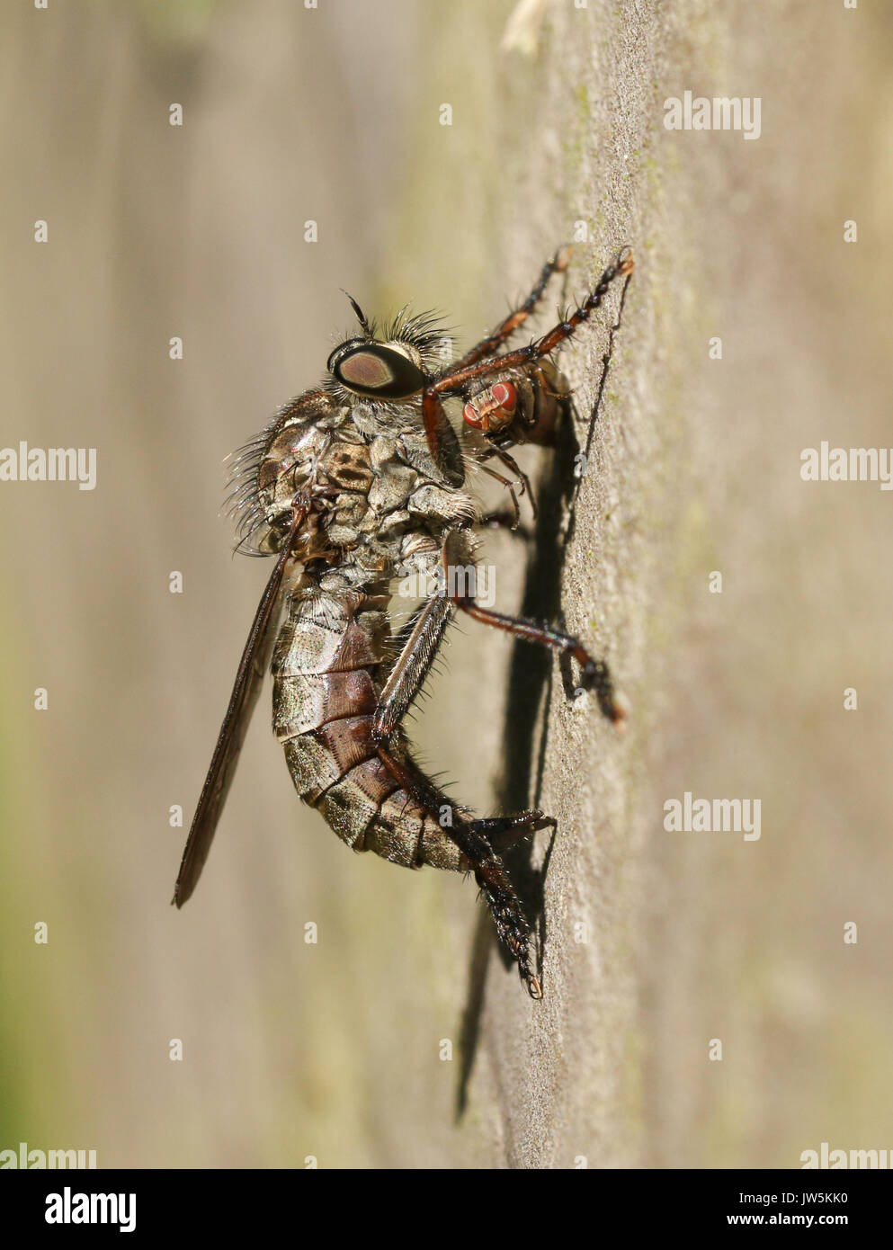 Un voleur voler (Machimus cingulatus) se nourrit de ses proies un autre avion. Banque D'Images