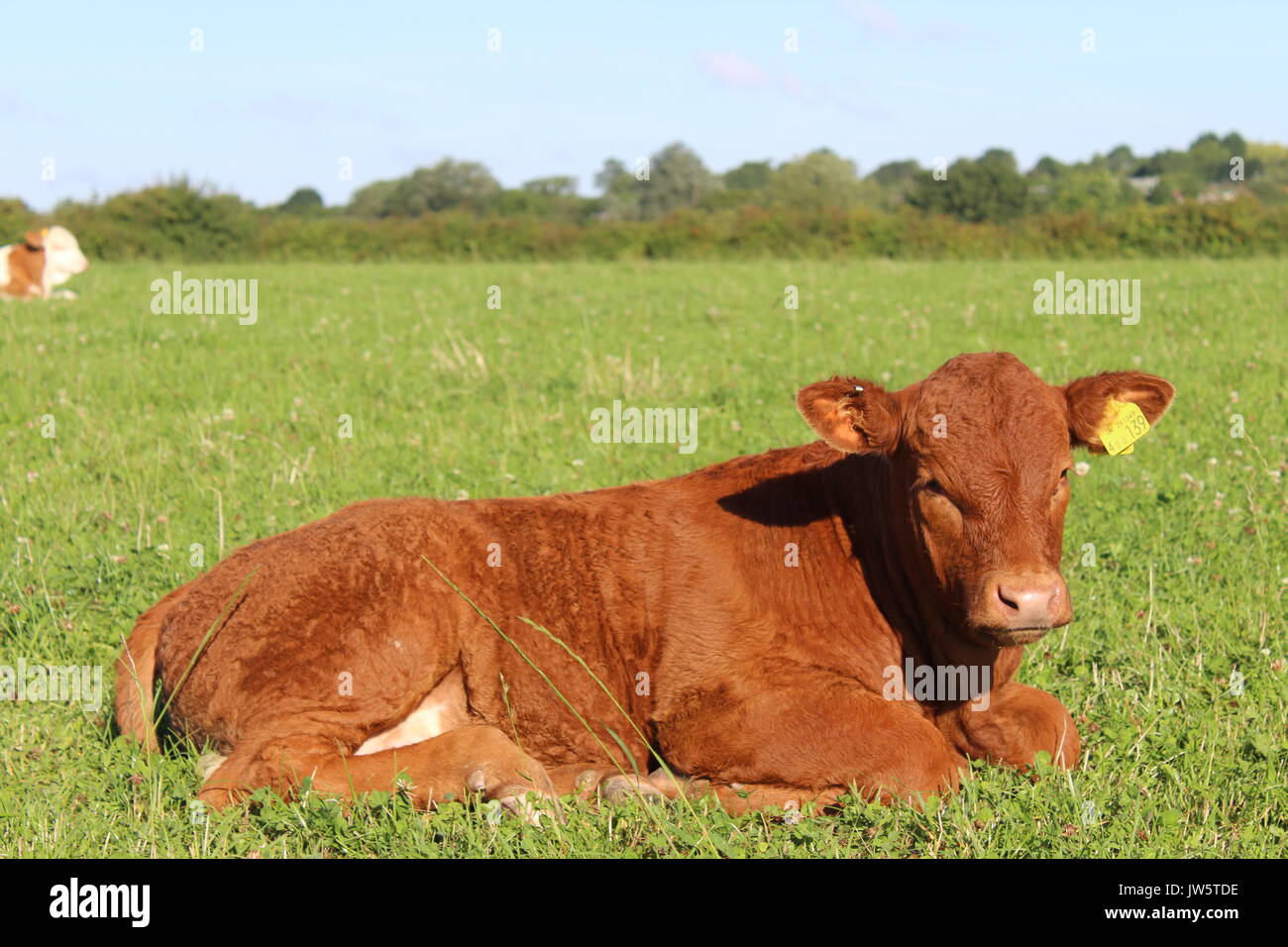 Veau limousine rouge laying in grass field Banque D'Images