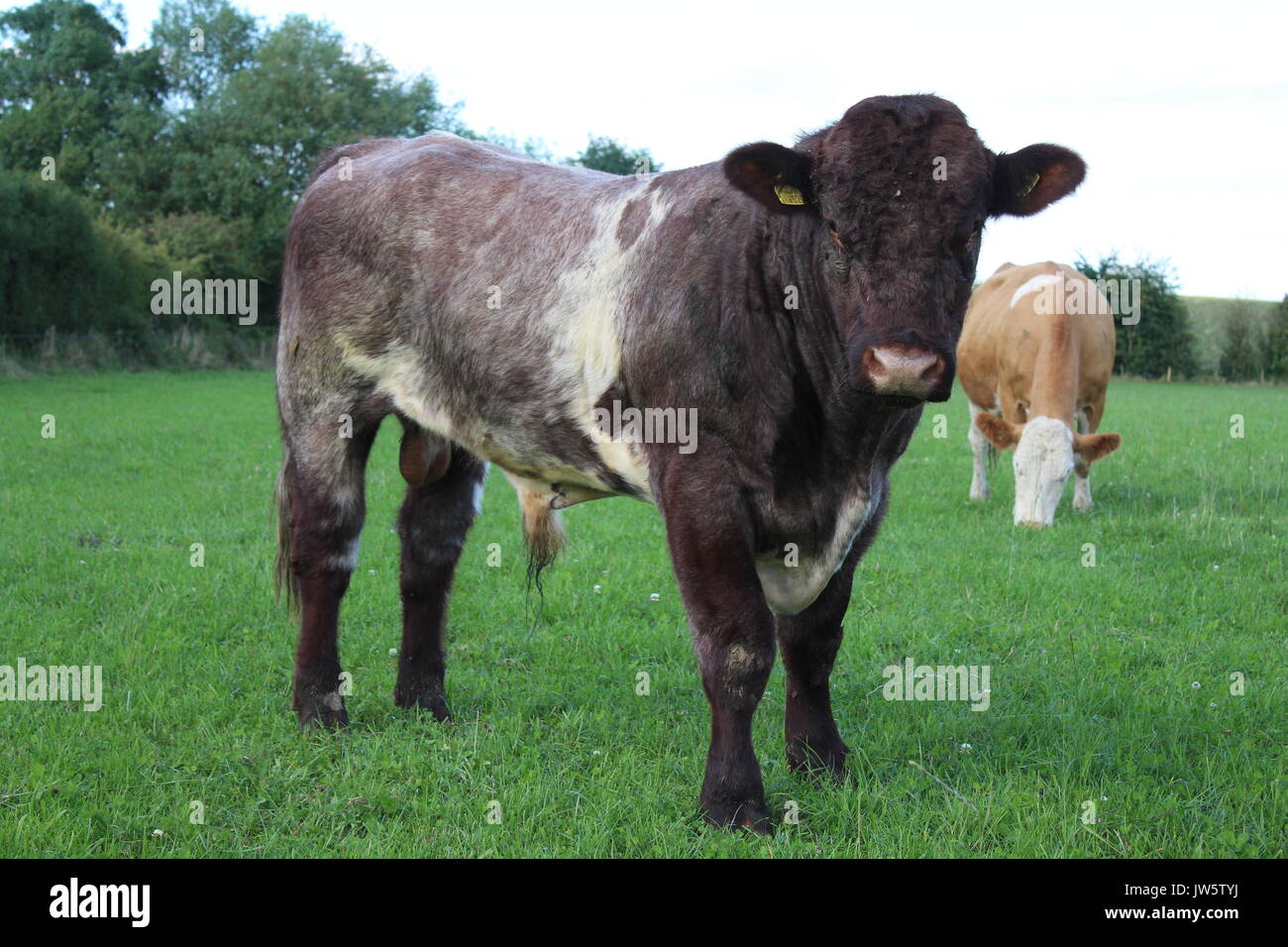Shorthorn bull dans grass field Banque D'Images