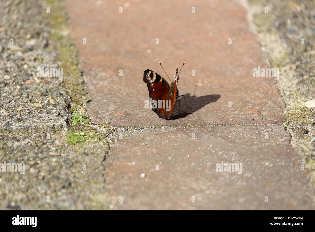 Papillon sur un trottoir Banque D'Images