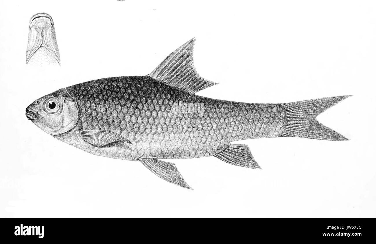 Scaphiodon brevidorsalis 133 Achille Banque D'Images