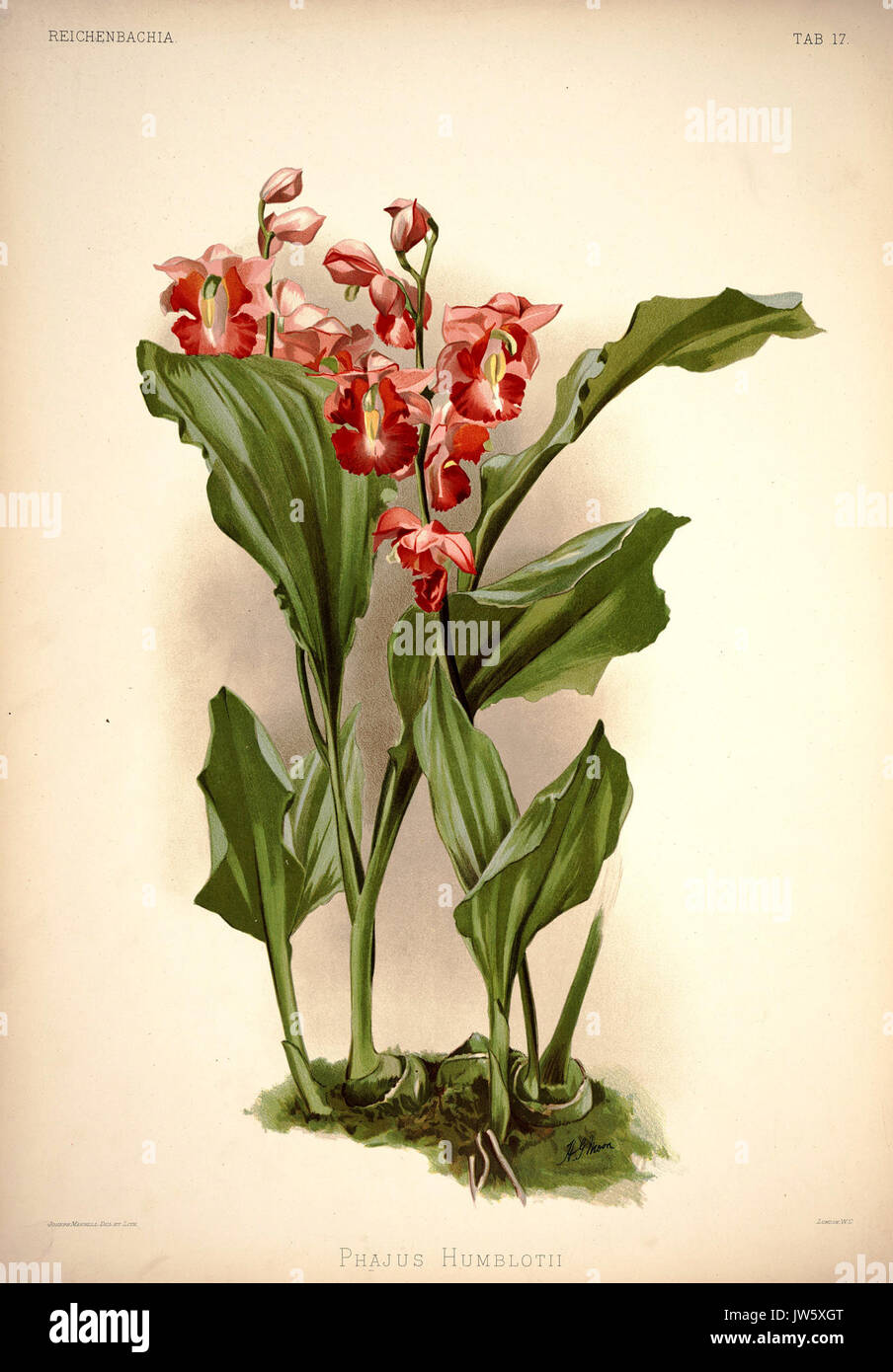Frederick Sander Reichenbachia plaque 17 J (1888) Phajus humblotii Banque D'Images