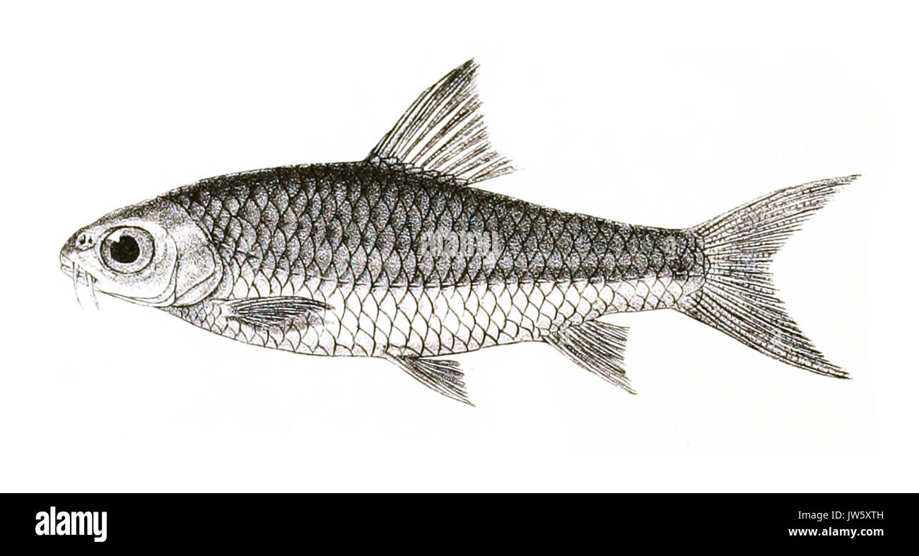 Barbus wynaadensis Mintern 139 Banque D'Images