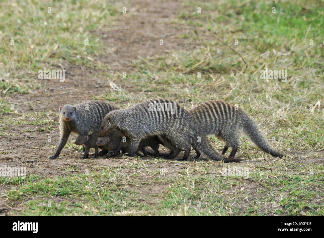 Les mangoustes bagués protéger les jeunes des prédateurs lorsqu'ils traversent un espace ouvert, Masai Mara, Kenya Banque D'Images