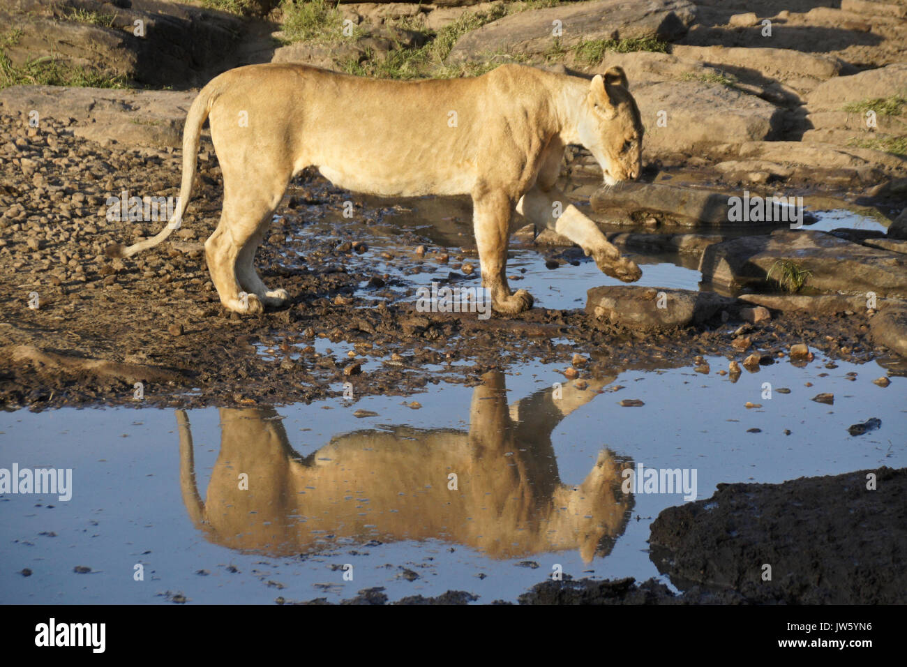 Lionne à piscine de l'eau potable en zone rocheuse, Masai Mara, Kenya Banque D'Images