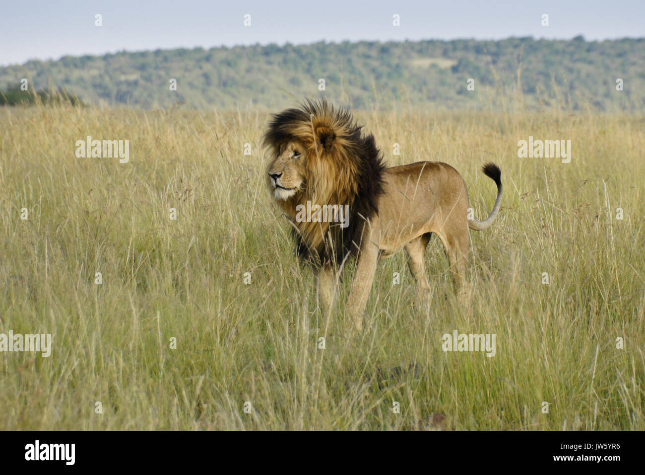 Lion à crinière noire (appelée cicatrice ou Scarface) debout dans l'herbe haute, Masai Mara, Kenya Banque D'Images