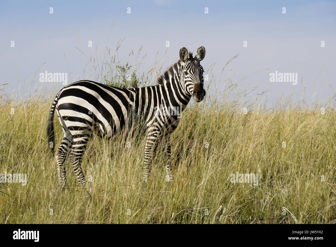 Burchell (commun ou plaine) zebra debout dans l'herbe haute, Masai Mara, Kenya Banque D'Images