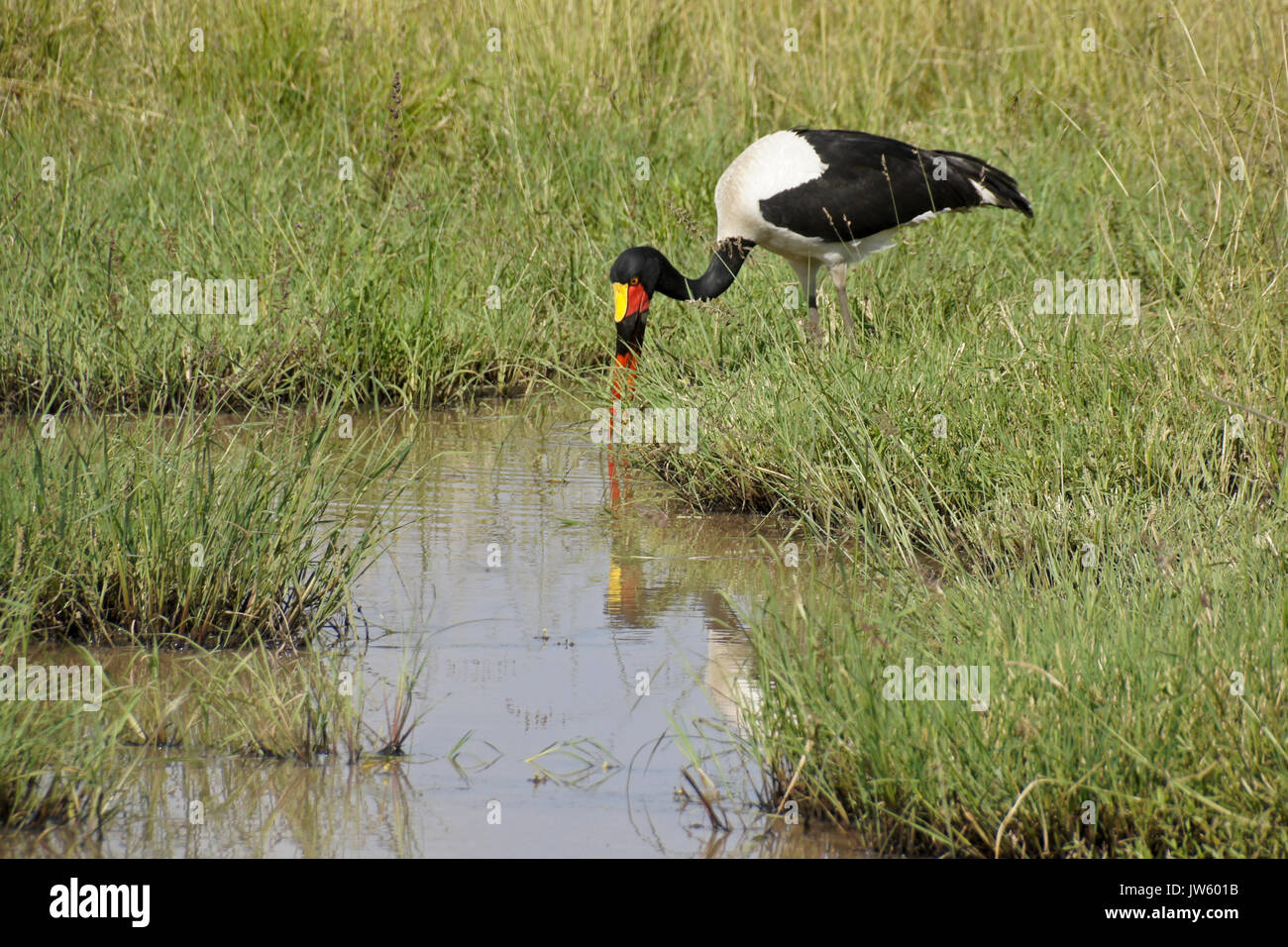 Femme saddlebill pêche en étang cigogne, Masai Mara, Kenya (femelle a les yeux jaunes, mâle a les yeux noirs) Banque D'Images