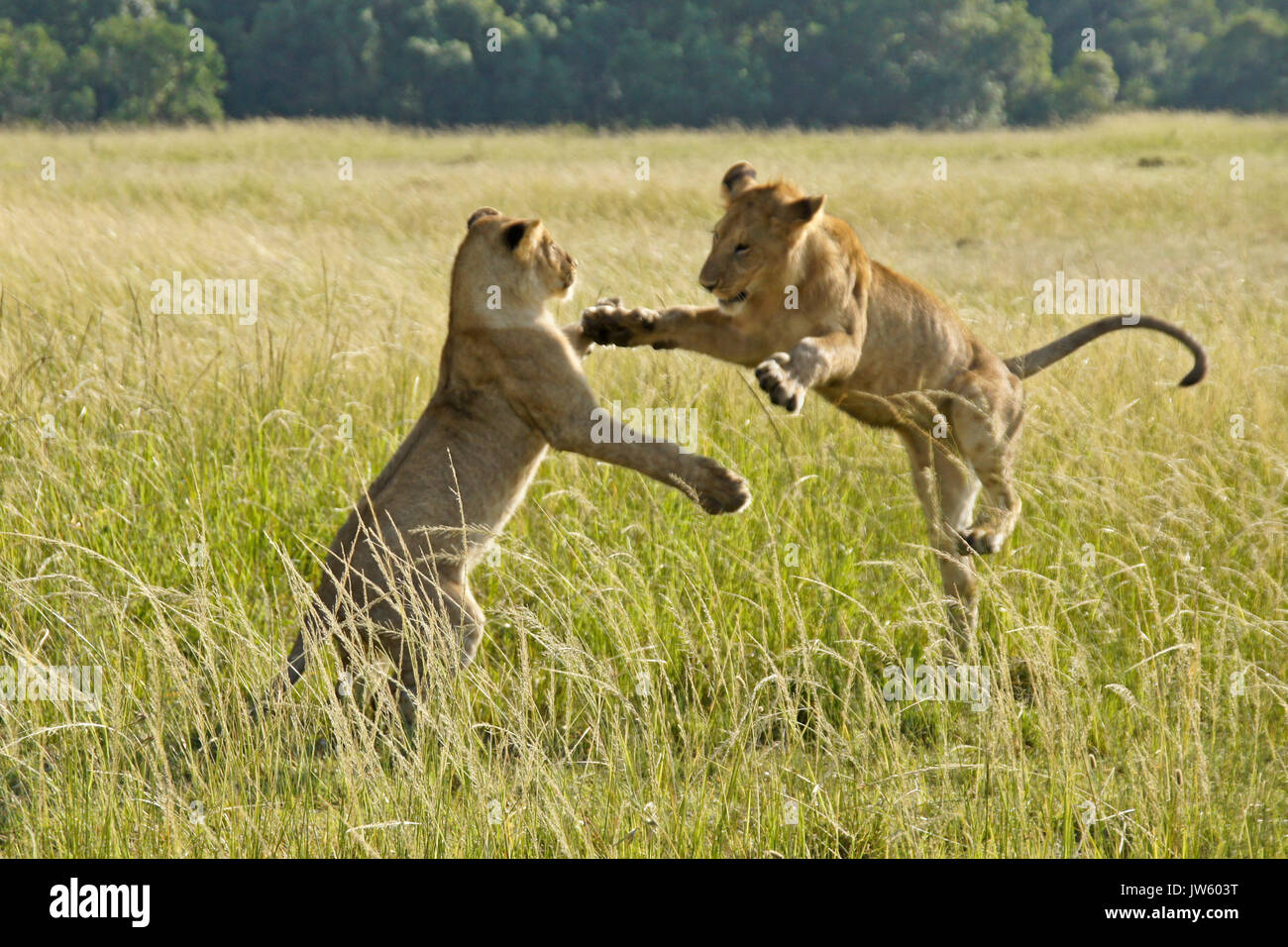 Des lionceaux jouant dans l'herbe haute, Masai Mara, Kenya Banque D'Images