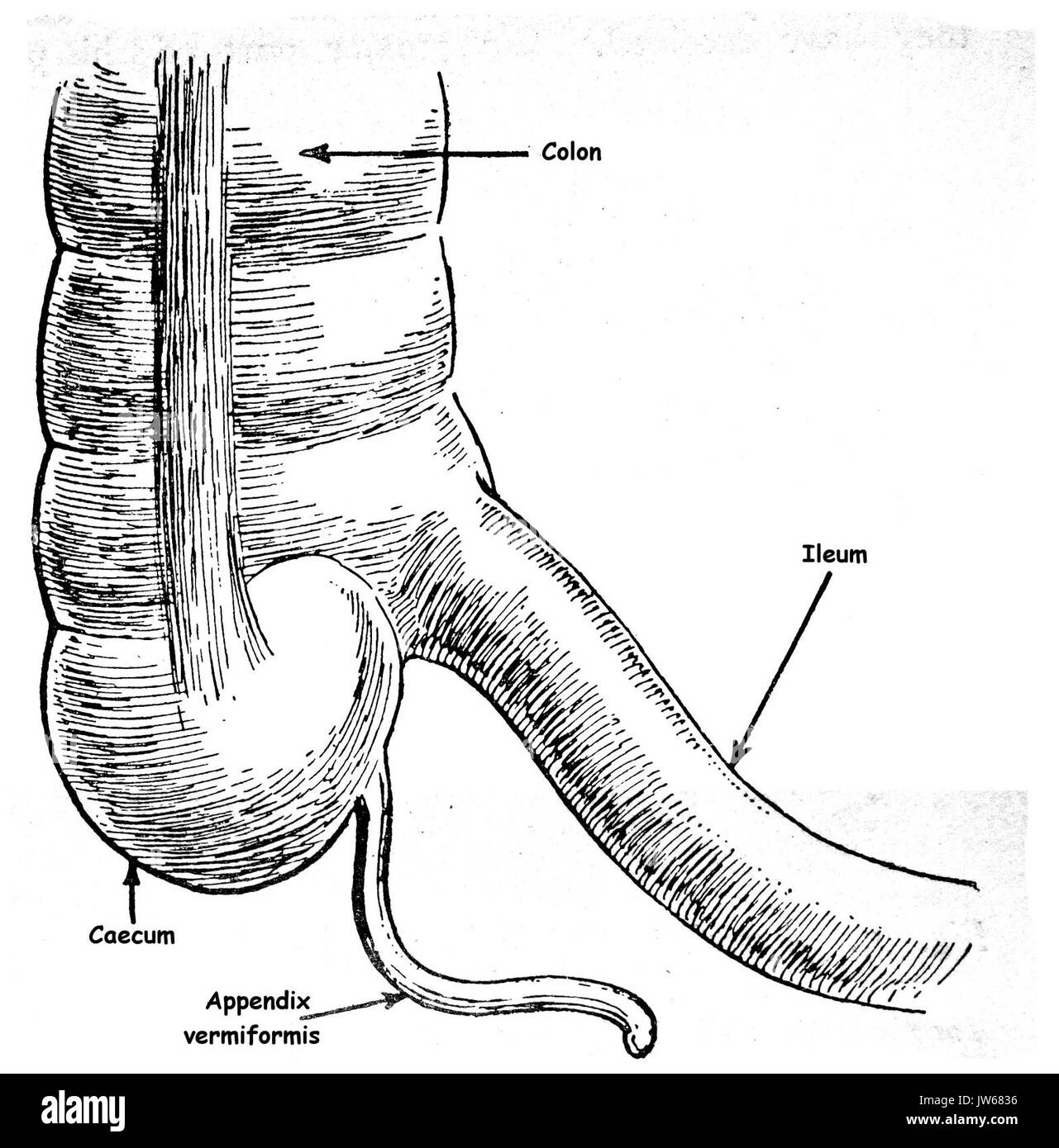 Caecum Banque d'images noir et blanc - Alamy