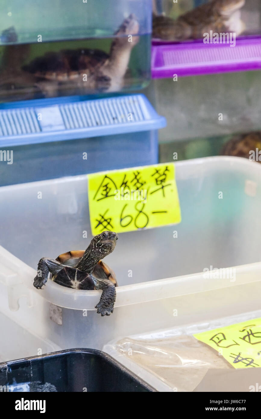 Une tortue de compagnie sort de sa boîte dans l'un des nombreux Tung Choi Street magasins d'animaux. La région, mieux connu sous le nom de Marché de poissons rouges, est bordée de chaque côté avec Banque D'Images