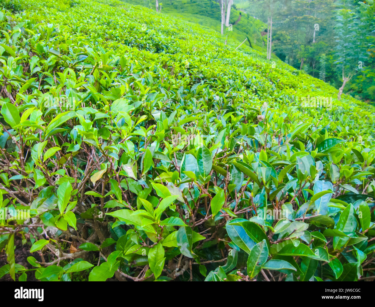 Les plantations de thé dans Nuvara Eliya, Sri Lanka Banque D'Images