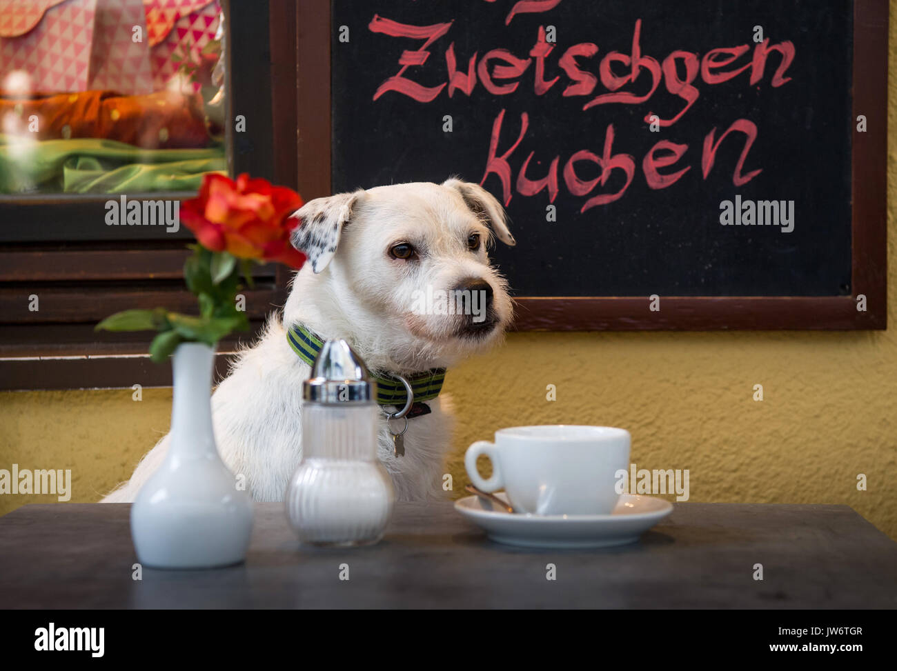 Les trois ans Parson-Terrier Hugo en attente de son propriétaire dans un café le long d'une rue à Munich, Allemagne, le 11 août 2017. Photo : Peter Kneffel/dpa Banque D'Images