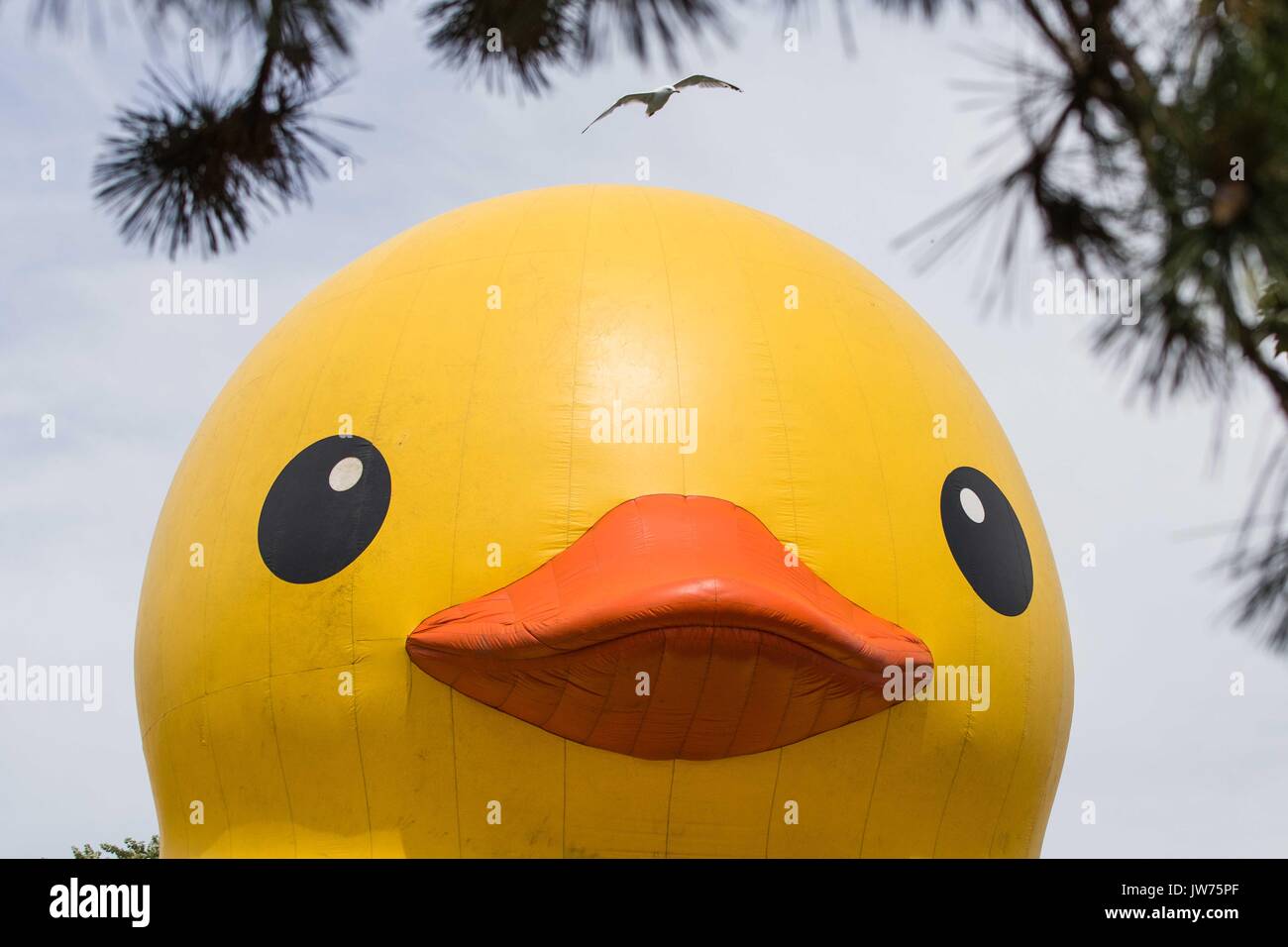 Brockville, Ontario, Canada. 10 août, 2017. Une mouette vole par Mama Duck, le plus gros canard en caoutchouc gonflables, au cours de l'affichage sur l'île Blockhouse à Brockville, en Ontario, le 10 août 2017. Credit : Lars Hagberg/ZUMA/Alamy Fil Live News Banque D'Images