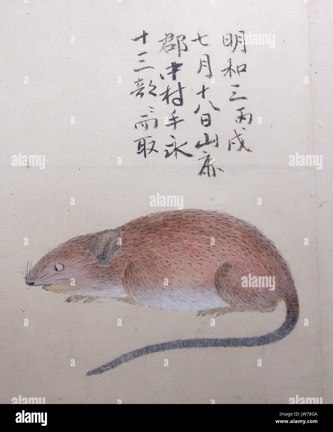 Des illustrations d'animaux 2, période Edo, 19e siècle, couleur sur papier Musée National de Tokyo DSC05490 Banque D'Images