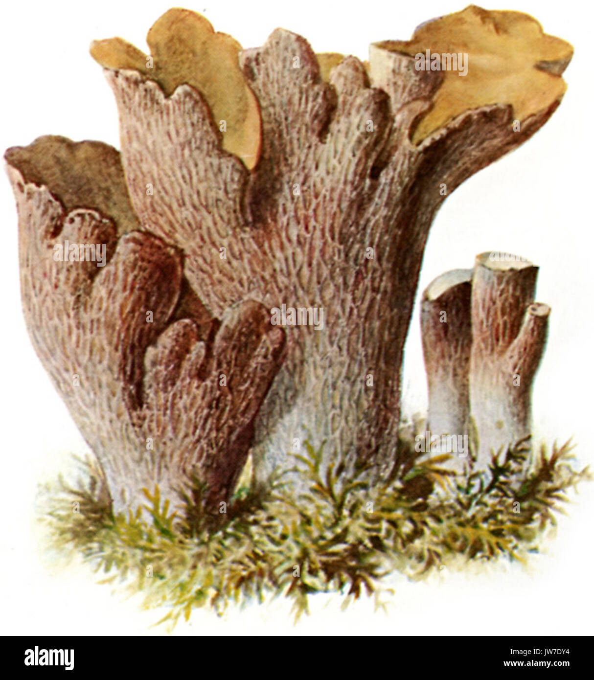 Schweinsohr 1 Banque D'Images