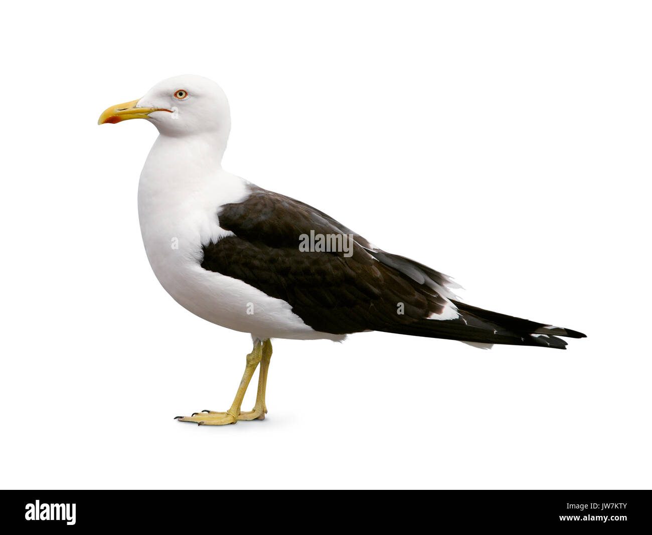 Vue latérale du Sea Gull isolated on white Banque D'Images