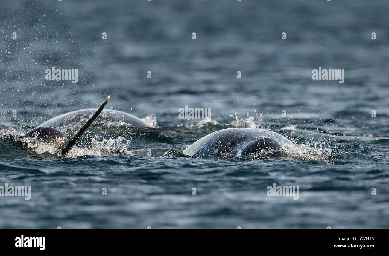 Pod de narvals se nourrit de petits poissons-appâts vivants à la surface, de l'Amirauté, le nord de l'île de Baffin, au Canada. Banque D'Images