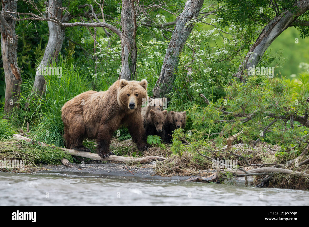 Mère ours brun et ses quatre louveteaux à la recherche pour le saumon sur les rives de la rivière ozernaya, du Kamtchatka, en Russie. Banque D'Images