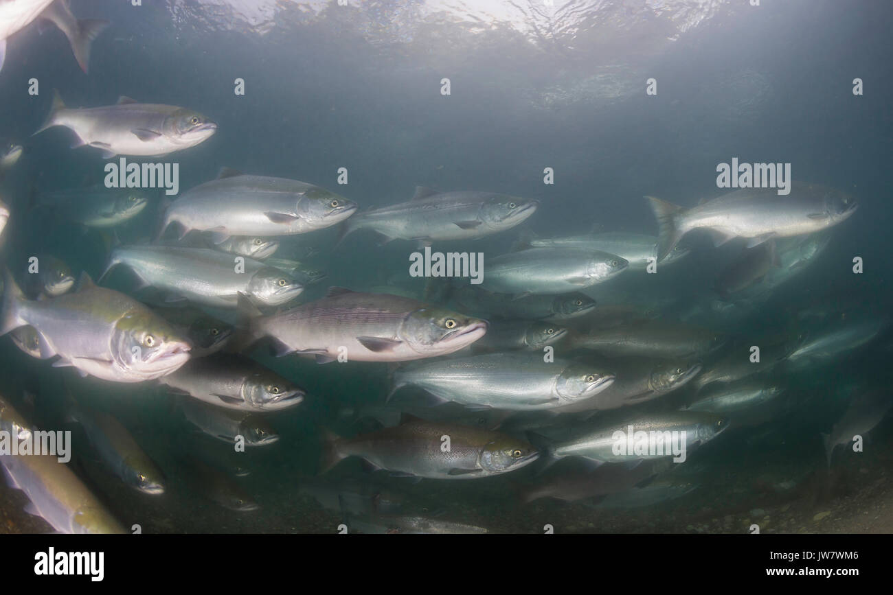La migration du saumon sockeye de la rivière ozernaya pour frayer, le Kamchatka, en Russie. Banque D'Images
